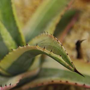 Agave americana cornelius