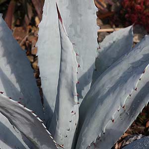 Agave franzosini