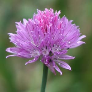 Allium schoenosprasum