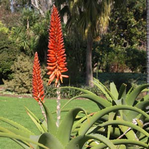 Aloe-rupestris