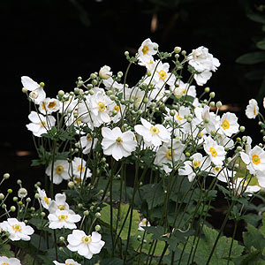 Anemone x hybrida - The Japanese anemone