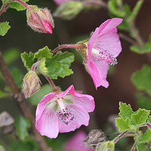 Pink Flowering Anisodontea