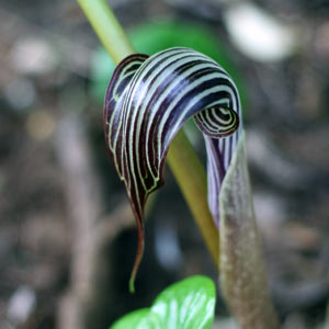 Arisaema fargesii Arisaema fargesii