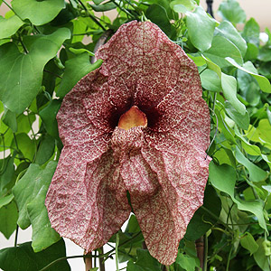 Aristolochia gigantea