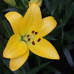 Asiatic Lilium
