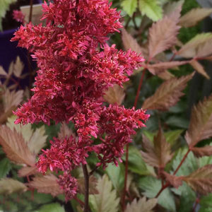 Astilbe 'Fanal'