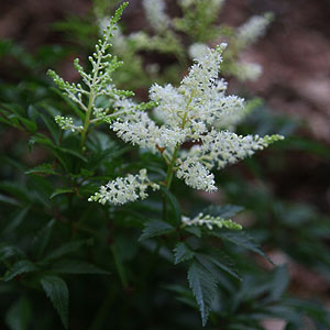 Astilbe plant in flower