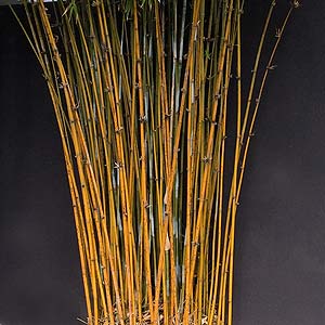 Bamboo plants used in modern landscape design.
