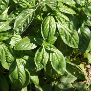 Sweet Basil plant