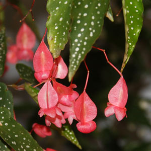 Begonia albo-picta-Rosea