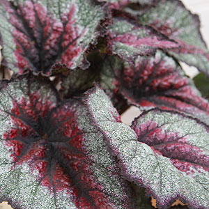 Rex Begonia Celebration