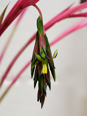 Billbergia nutans - Queen's Tears