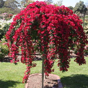 Bloomfields courage weeping rose