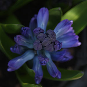 Blue Flowering Hyacinth