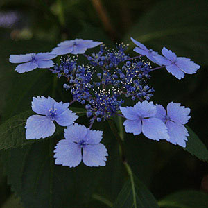 Blue Hydrangea Flower
