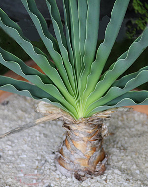 Boophane haemanthoides