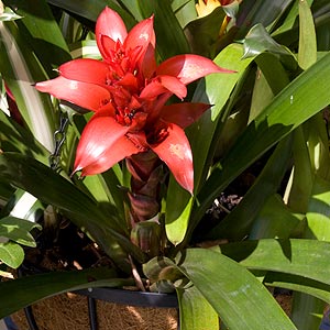Bromeliads are easy care in hanging baskets