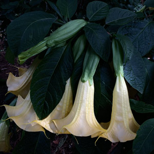 Brugmansia or Angel's Trumpet