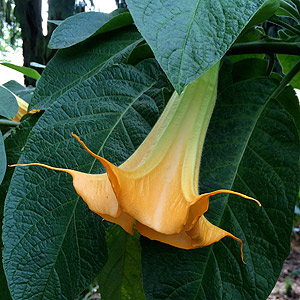 Brugmansia or Angel's Trumpet Flower