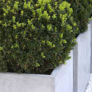 Container grown Buxus Variety