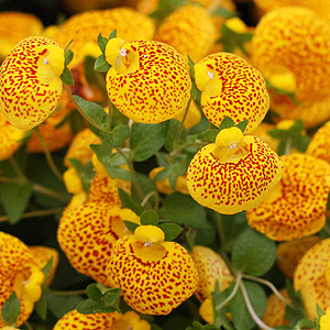 Calceolaria