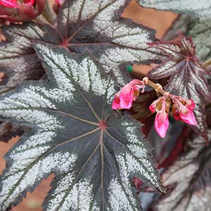 Cane Begonia Variety - Little Brother Montgomery