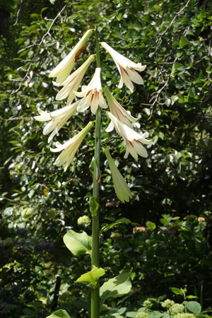 Cardiocrinum giganteum or 'Giant Himalayan Lily'