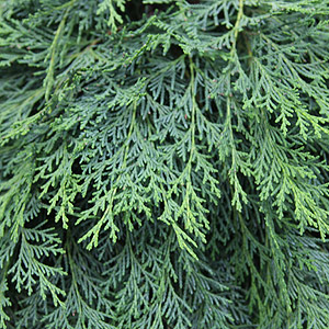 Chamaecyparis foliage