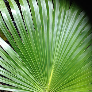 Chinese Fan Palm Tree Foliage'
