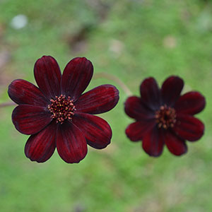 Chocolate Cosmos