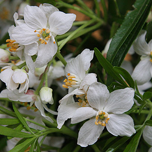 Choisya ternata Mexican- The Mexican Orange Blossom