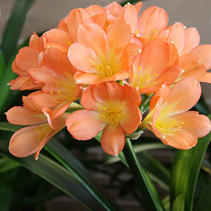 Clivia miniata - 'Light of Buddah'