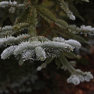 Conifer Tree