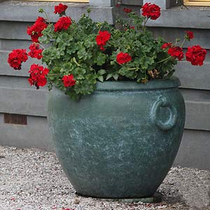 Geraniums growing in container