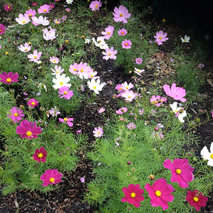 Cosmos