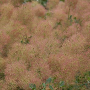 Cotinus coggygria - The Smoke Bush