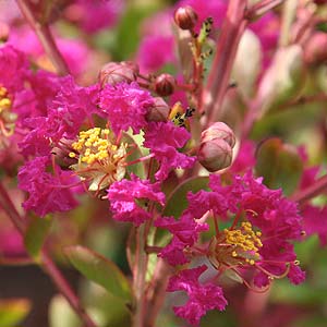 Crape Myrtle