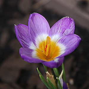 Crocus sieberi tricolor
