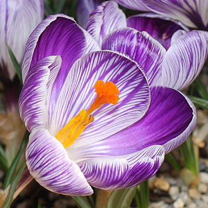 Crocus vernus Pickwick