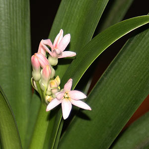 Crytostephanus vansonii