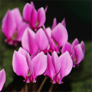 Cyclamen hederifolium in flower