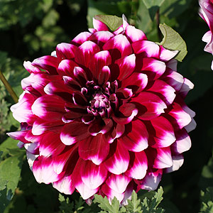 Dahlia flower