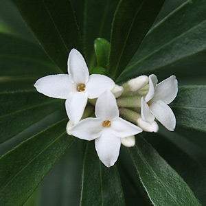 daphne-x-translantica-blafra