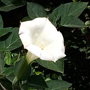 Datura metel