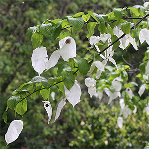 Flowering Tree Davidia involuctra