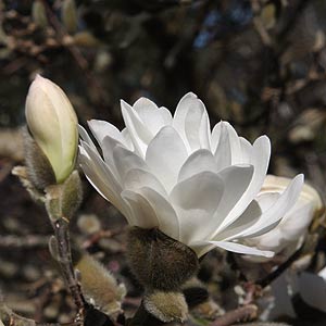 Deciduous Magnolia