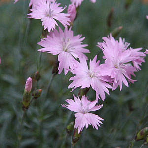 Dianthus gratianopolitanus is the 'Cheddar Pink' width=