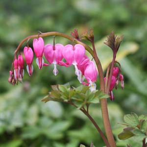 Bleeding Heart Plant Dicentra