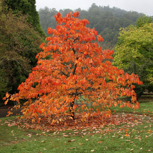 The Japanese Persimon is one of the best small trees for the garden.