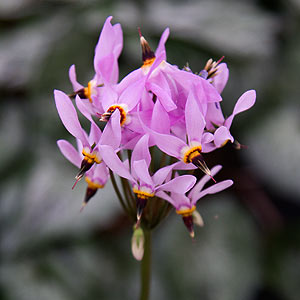 Dodecatheon media Queen Victoria